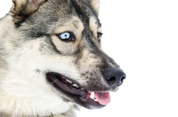 Perro Husky Siberiano Con Ojos Azules Mira Derecha Husky Perros — Foto de Stock