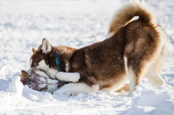 Deux Chiens Race Husky Sibérie Jouent Les Uns Avec Les — Photo