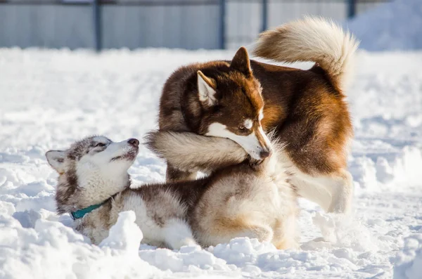 Zwei Hunde Der Sibirischen Husky Rasse Spielen Miteinander Husky Hunde — Stockfoto