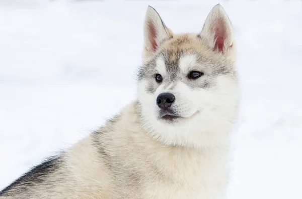 西伯利亚胡斯基品种的小狗 胡斯基狗有米色和黑色的外套颜色 雪小的背景 — 图库照片