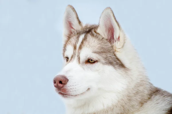 Perro Husky Siberiano Con Ojos Marrones Mira Izquierda Husky Perro —  Fotos de Stock