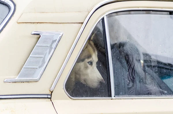 Cão Husky Siberiano Trancado Carro Olhando Pela Janela Husky Cão — Fotografia de Stock