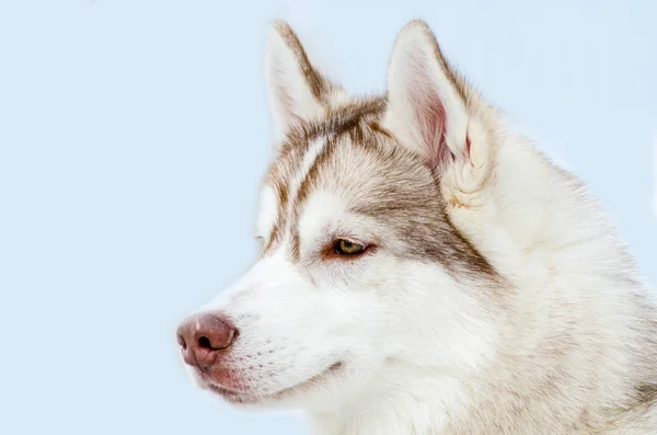 Cão Husky Siberiano Com Olhos Castanhos Olha Para Esquerda Thusky — Fotografia de Stock