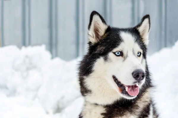 Сибірський Хаски Собака Блакитними Очима Собачих Упряжках Має Колір Чорно — стокове фото
