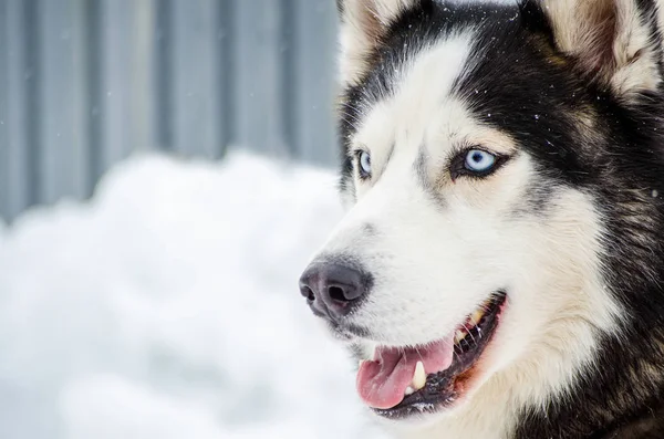 Сибірський Хаски Собака Блакитними Очима Собачих Упряжках Має Колір Чорно — стокове фото