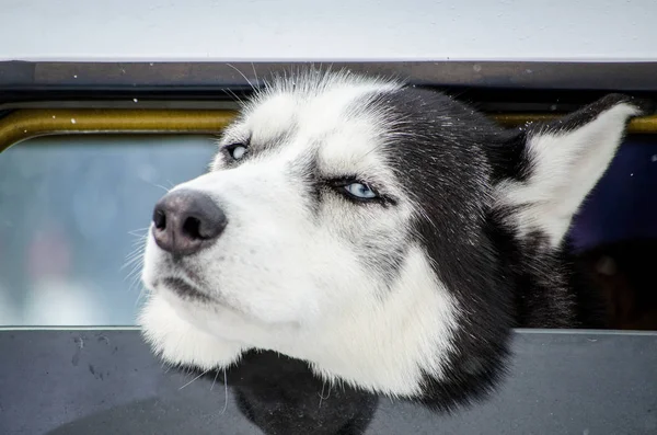 Siberian Husky Hund Med Blå Ögon Ser Bilfönstret Roliga Uttryck — Stockfoto