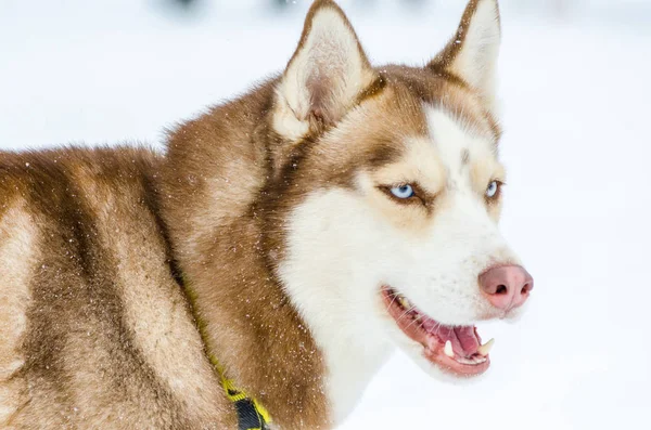 青い目のハスキー犬 ハスキー犬茶色のコートの色があります 雪に覆われた白い背景 クローズ アップ — ストック写真
