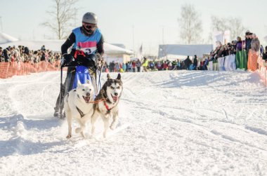 Köpek halletme yarış. Adam ezme ve husky kızak köpek takım