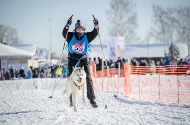 Urban-tipi yerleşim Reshetiha, Nizhny Novgorod Oblast / Rusya - 03.03.2013: köpek halletme yarış. Adam ezme ve husky köpek takım. Skijoring