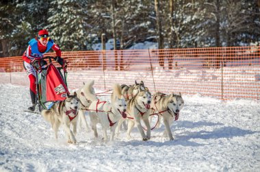 Urban-tipi yerleşim Reshetiha, Nizhny Novgorod Oblast / Rusya - 03.03.2013: köpek halletme yarış. Adam ezme ve husky kızak köpek takım