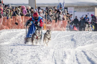 Urban-tipi yerleşim Reshetiha, Nizhny Novgorod Oblast / Rusya - 03.03.2013: köpek halletme yarış. Kadın ezme ve husky kızak köpek takım