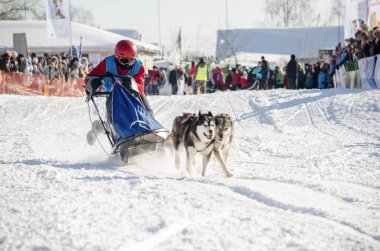 Urban-tipi yerleşim Reshetiha, Nizhny Novgorod Oblast / Rusya - 03.03.2013: köpek halletme yarış. Kadın ezme ve husky kızak köpek takım