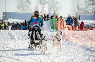 Urban-tipi yerleşim Reshetiha, Nizhny Novgorod Oblast / Rusya - 03.03.2013: köpek halletme yarış. Kadın ezme ve husky kızak köpek takım
