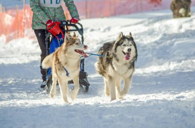 Urban-tipi yerleşim Reshetiha, Nizhny Novgorod Oblast / Rusya - 03.03.2013: köpek halletme yarış. Kadın ezme ve husky kızak köpek takım