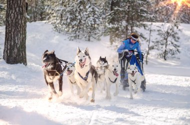Urban-tipi yerleşim Reshetiha, Nizhny Novgorod Oblast / Rusya - 03.03.2013: köpek halletme yarış. Kadın ezme ve husky kızak köpek takım