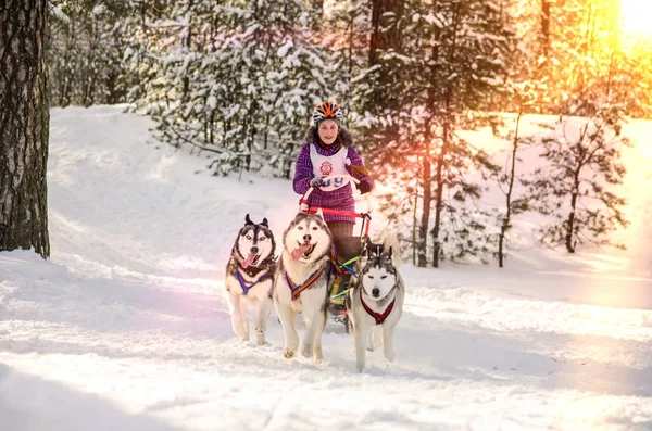 Stedelijke Nederzetting Reshetiha Oblast Nizjni Novgorod Rusland 2013 Hond Rodelen — Stockfoto