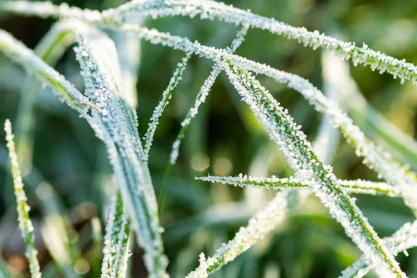 Hierba Verde Esmerilada Temprano Mañana Acerca Invierno Macro Cerrar Foto —  Fotos de Stock