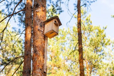 Kuş yuvası bir çam ormanı içinde tarih. Basit kuş evini tasarım. Üreme kuş evi