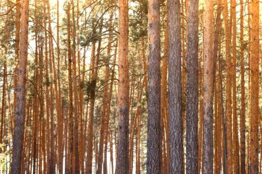Yaz sık çam ormanı. Ağaçların arasından güneş ışığı. Orman manzara inanılmaz. Isı hava.