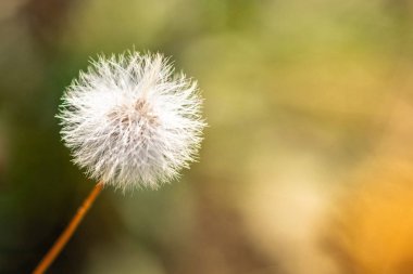 Senecio vulgaris, roundsel veya yaşlı adam ın bahar çiçeği bitki. Kopya alanı