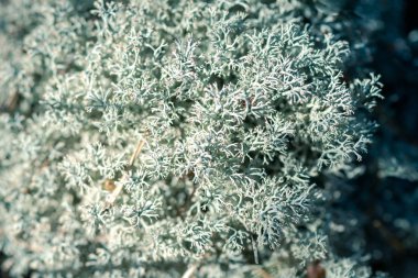 Orman moss liken Cladonia rangiferina. Akvavit yemek Bankası. Makro yakın çekim.