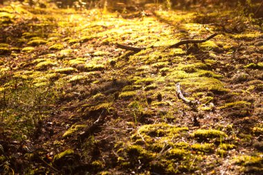 Yumuşak orman moss. Güzel yeşil doğal görünümü. Bahar manzara kadar kapatın.