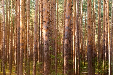 Gizemli kasvetli sık çam ormanı. Ağaçların arasından güneş ışığı. Orman manzara inanılmaz. Isı hava.