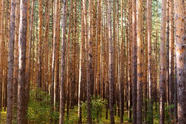 Gizemli kasvetli sık çam ormanı. Ağaçların arasından güneş ışığı. Orman manzara inanılmaz. Isı hava.