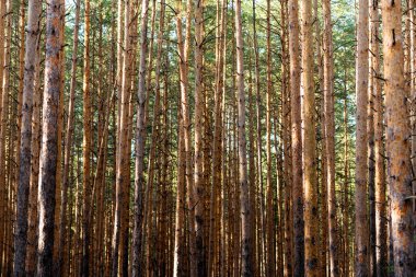 Gizemli kasvetli sık çam ormanı. Ağaçların arasından güneş ışığı. Orman manzara inanılmaz. Isı hava.