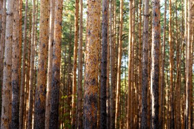 Gizemli kasvetli sık çam ormanı. Ağaçların arasından güneş ışığı. Orman manzara inanılmaz. Isı hava.
