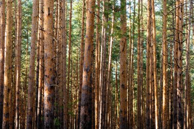Gizemli kasvetli sık çam ormanı. Ağaçların arasından güneş ışığı. Orman manzara inanılmaz. Isı hava.