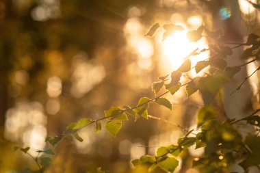 Huş ağacı yaprakları ve yaz güneş. Doğal güzellik bokeh ile arka plan. Kopya alanı.