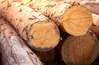 Günlükleri bir yığın yalan yere orman içinde. Yakacak odun yığını. Ormansızlaşma ekolojik sorun.