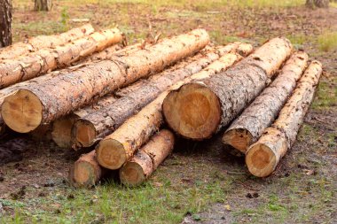 Günlükleri bir yığın yalan yere orman içinde. Yakacak odun yığını. Ormansızlaşma ekolojik sorun.