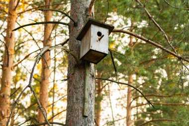 Kuş yuvası bir çam ormanı içinde tarih. Basit kuş evini tasarım. Üreme kuş evi