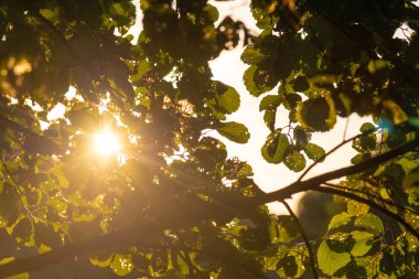 Bir ağaç hastalıklı yaprakların. Patoloji bilim görünüm bitki. Yaz güneşi.
