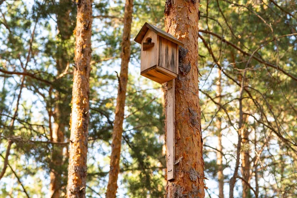 Birdhouse Sur Pin Dans Forêt Conception Simple Nichoir Abri Pour — Photo