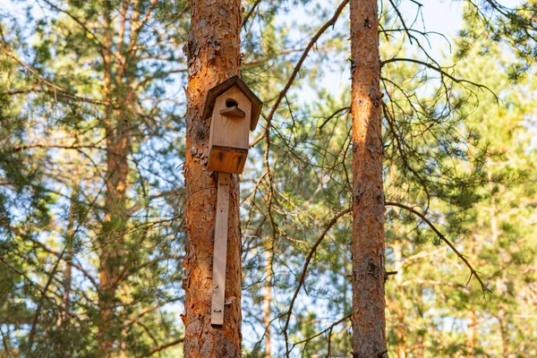 Birdhouse Sur Pin Dans Forêt Conception Simple Nichoir Abri Pour — Photo