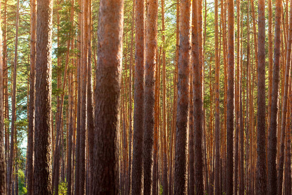 Summer dense pine forest. Sunlight through the trees. Amazing woodland landscape. Heat weather.