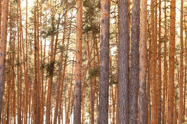 Sommaren Tät Tallskog Solljus Genom Träden Fantastiska Skogsmark Landskap Värme — Stockfoto