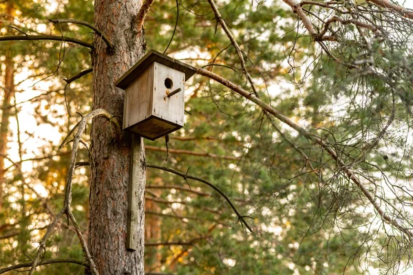 Birdhouse Sośnie Lesie Birdhouse Prosty Design Schronienie Dla Ptaków Hodowlanych — Zdjęcie stockowe