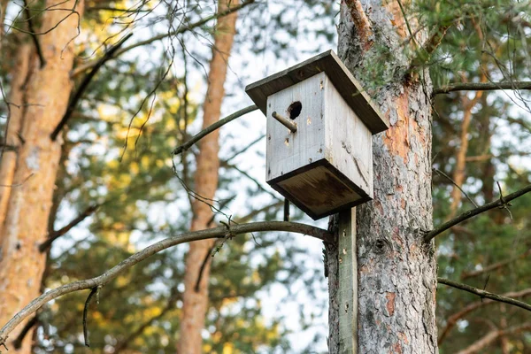 Birdhouse Sur Pin Dans Forêt Conception Simple Nichoir Abri Pour — Photo