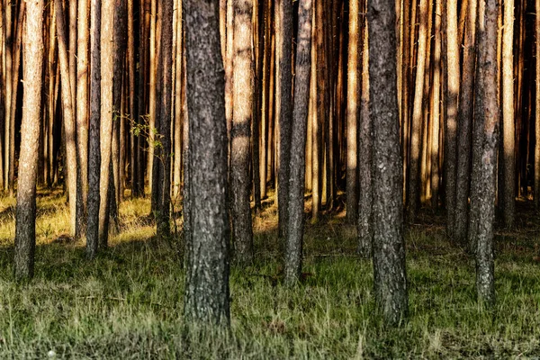 Summer Dense Pine Forest Sunlight Trees Amazing Woodland Landscape Heat — Stock Photo, Image