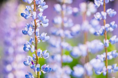 Lupin çiçeklerle (Lupinus polyphyllus) yaz alan, mavi, pembe ve mor çiçekler. Makroyu, kapatın, alanı Kopyala.