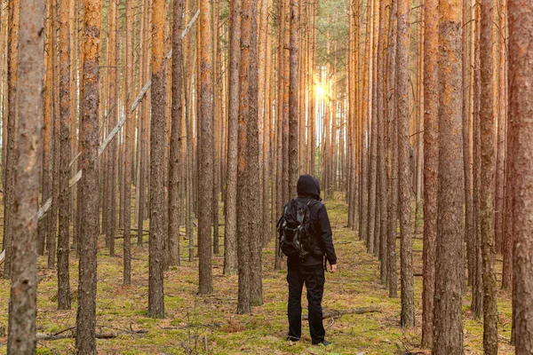 Backpacker Man Looks Sunrise Pine Forest Copy Space — Stock Photo, Image