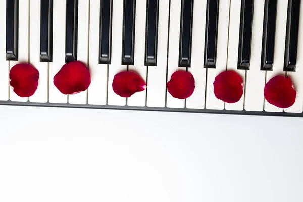 Piano keys with red rose flower petals, isolated, top view, copy — Stock Photo, Image