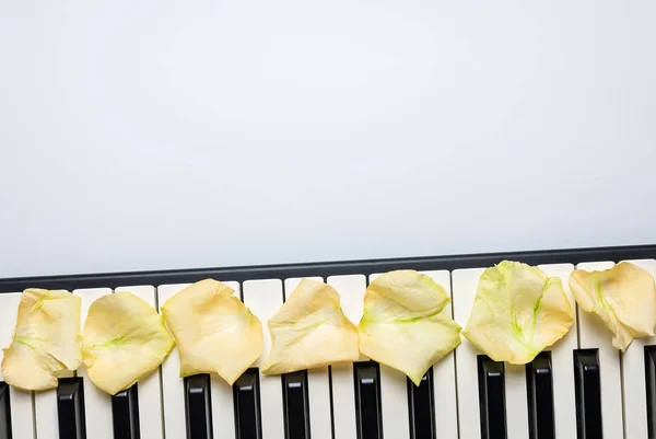 Klaviertasten mit weißen Rosenblütenblättern, isoliert, Draufsicht, co — Stockfoto