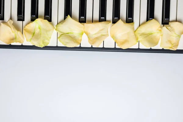 Fortepian klucze z białym róży płatki kwiatów, izolowane, widok z góry, co — Zdjęcie stockowe