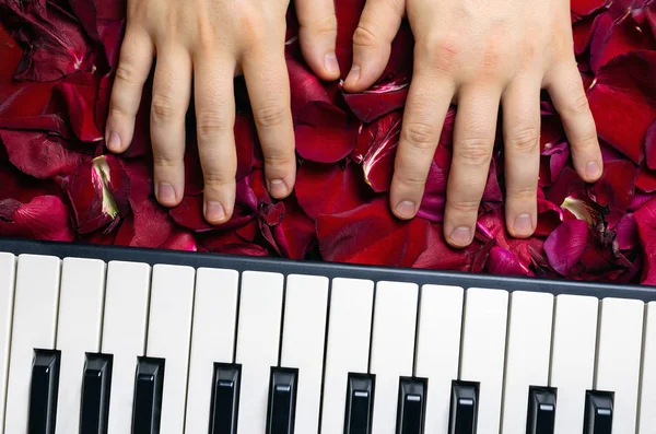 Pianist hands on red rose flower petals. Romantic concept with p