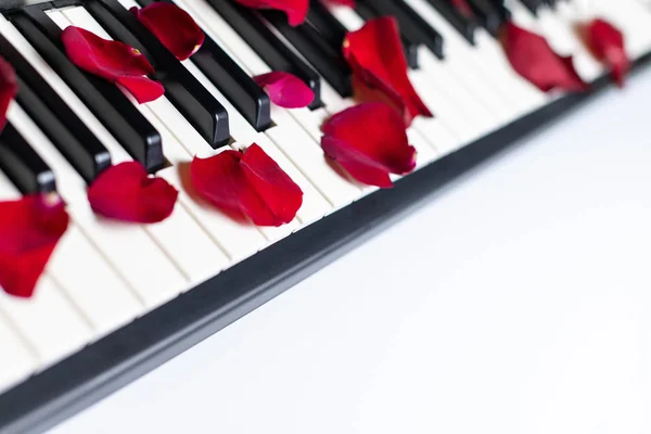 Klaviertasten übersät mit Rosenblättern, isoliert, Kopierraum. Klavier — Stockfoto